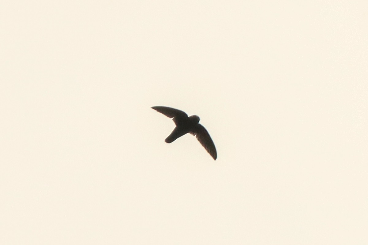 Spot-fronted Swift - ML618271282