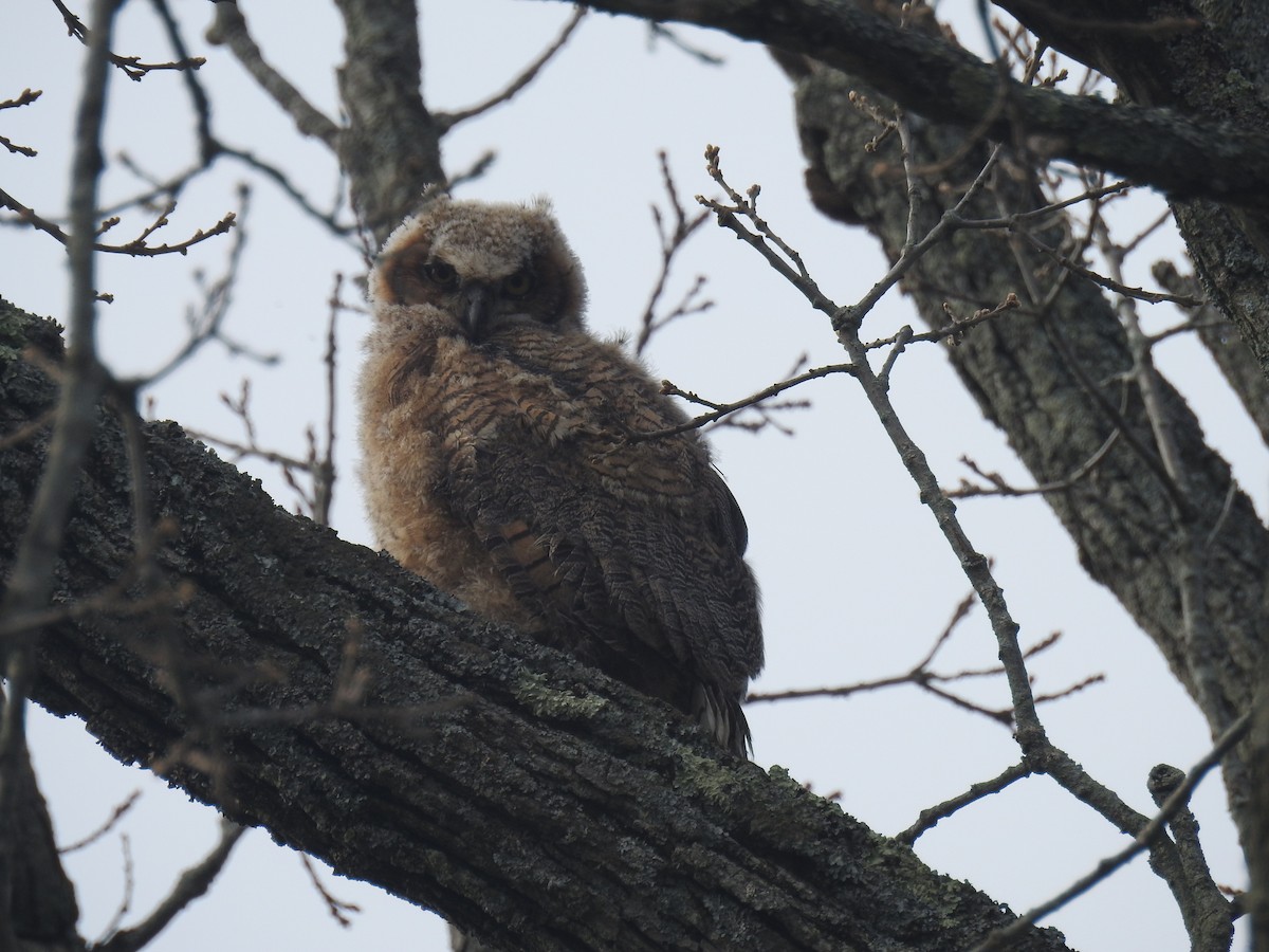 Great Horned Owl - ML618271333