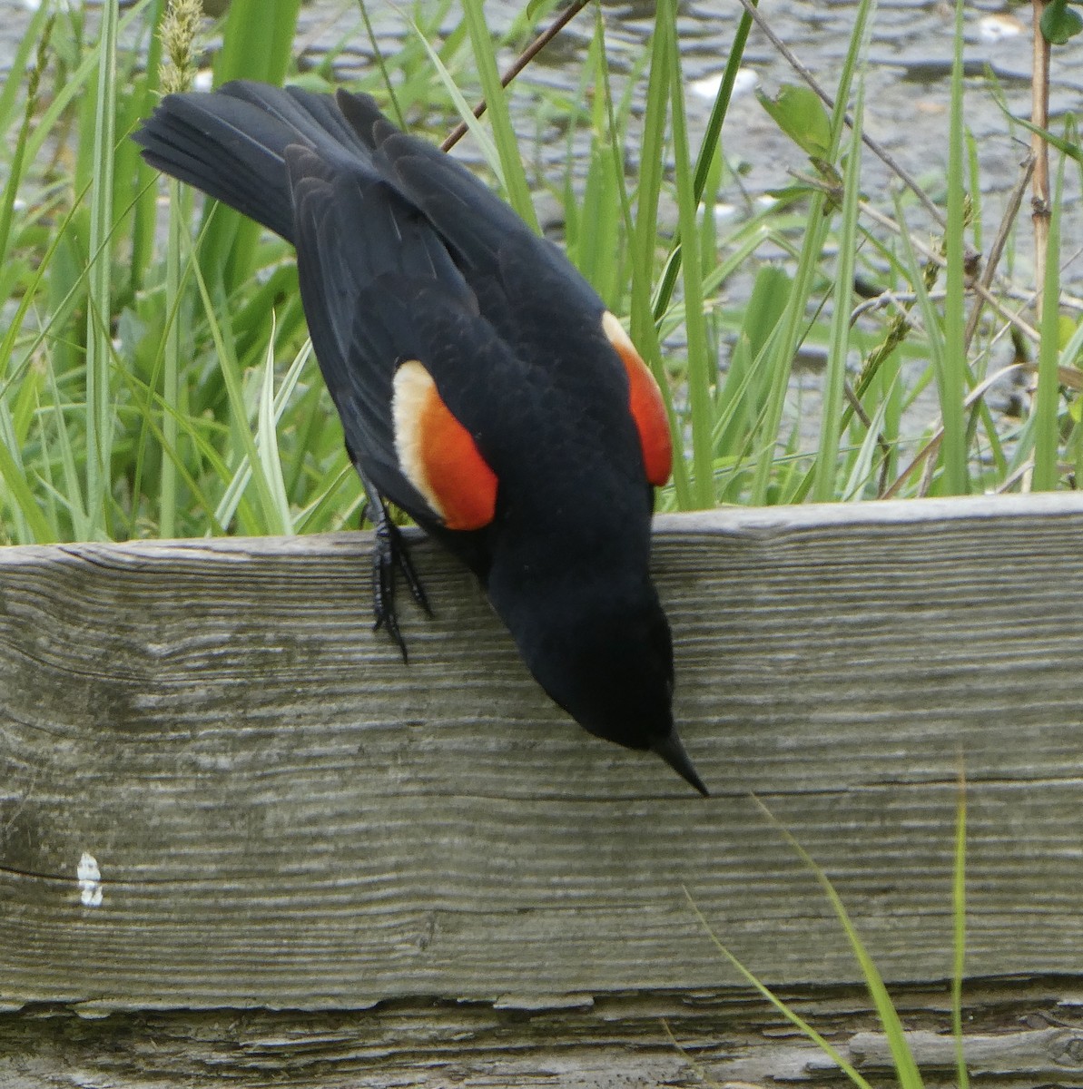 Red-winged Blackbird - ML618271390