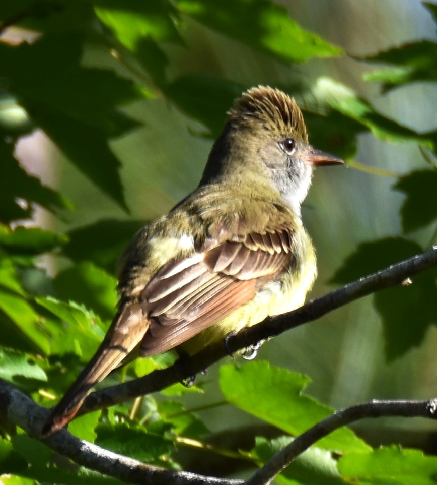 Great Crested Flycatcher - ML618271393