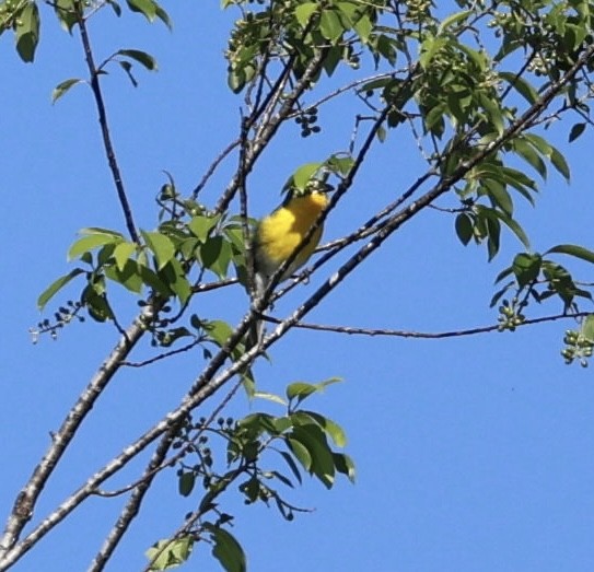 Yellow-breasted Chat - ML618271394