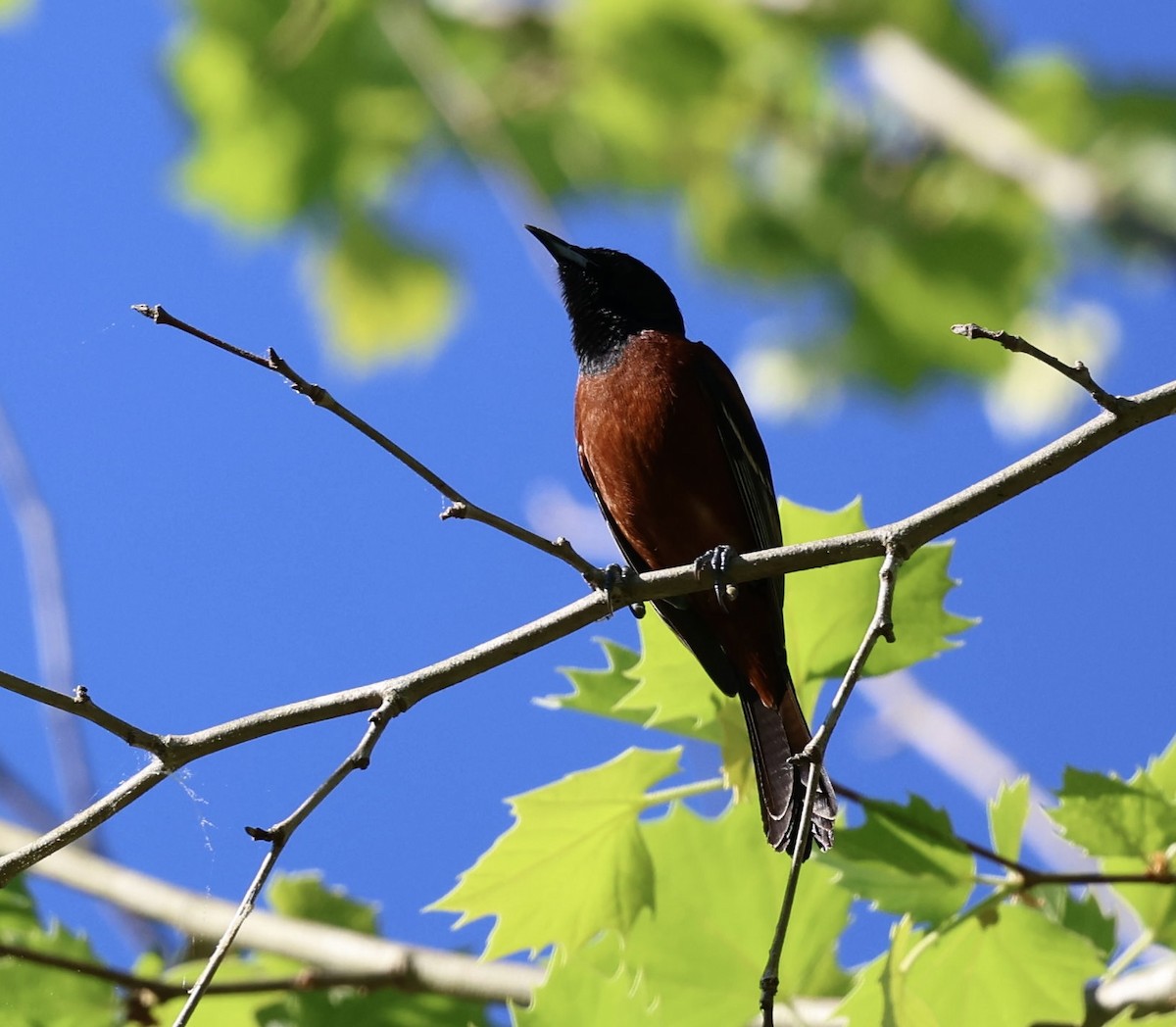 Orchard Oriole - ML618271426