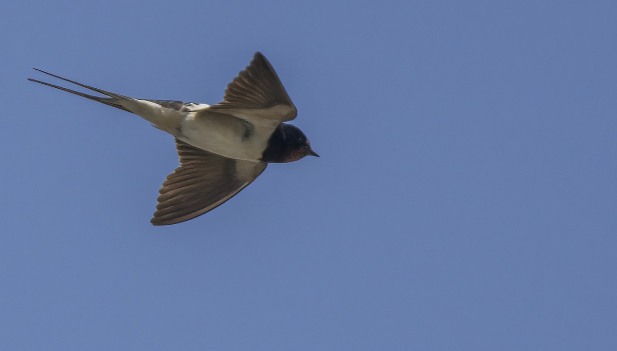 Barn Swallow - ML618271459
