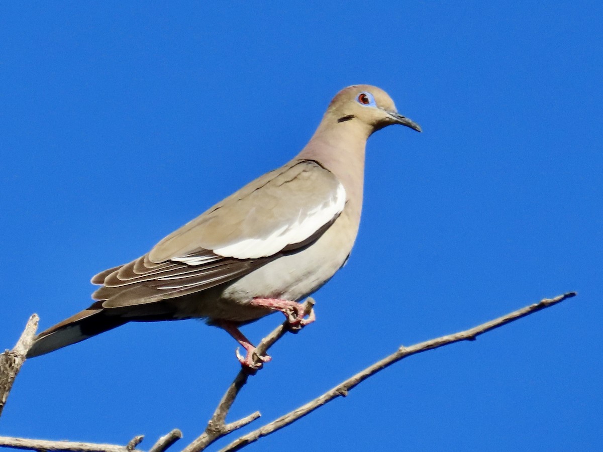 White-winged Dove - Babs Buck