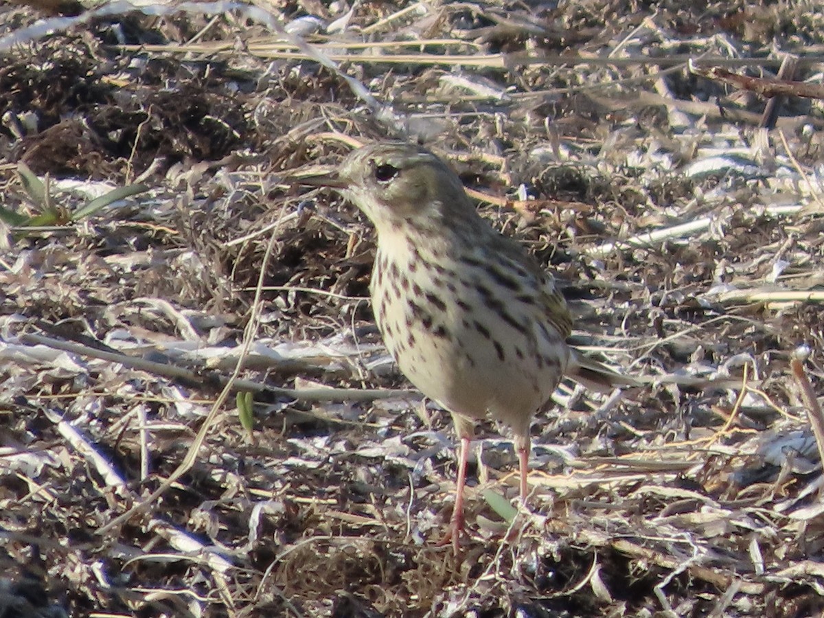 Meadow Pipit - ML618271488