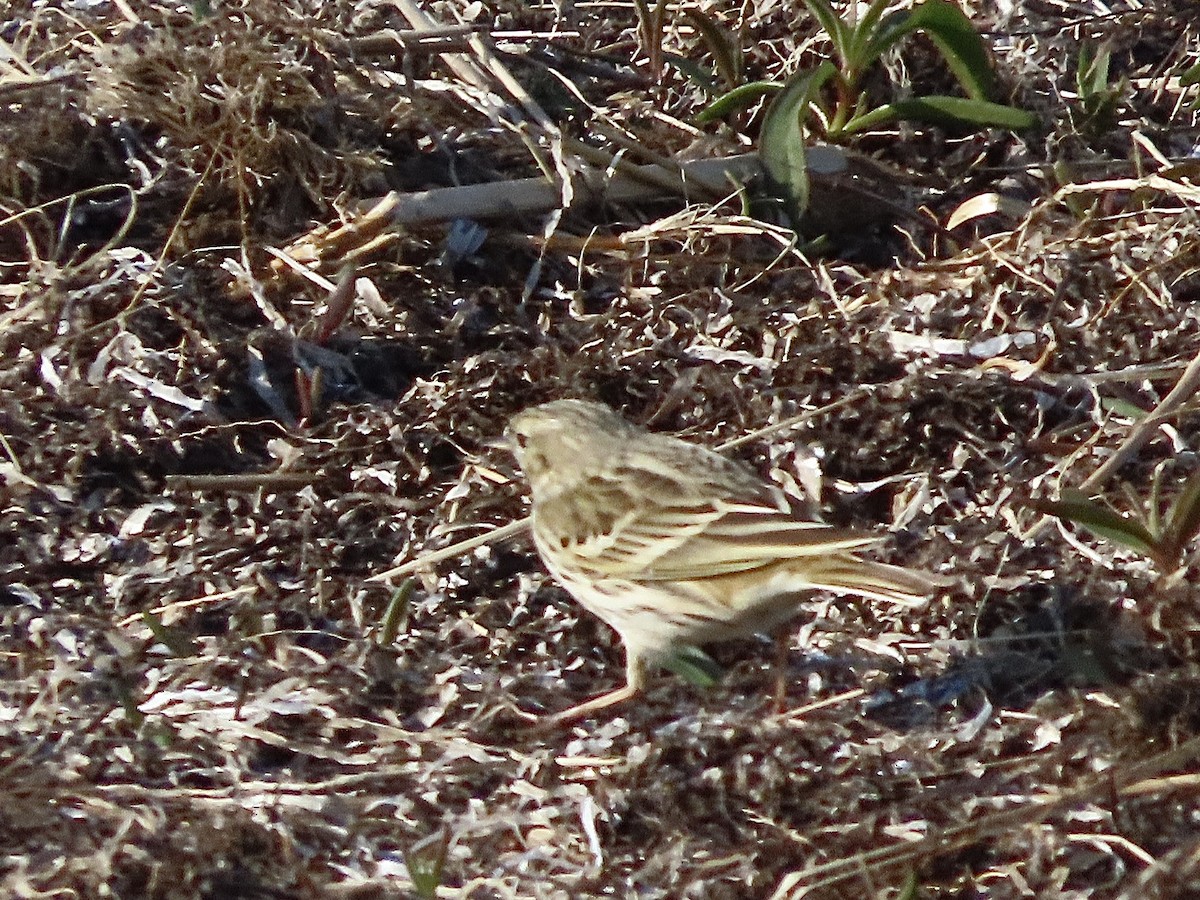 Meadow Pipit - ML618271489
