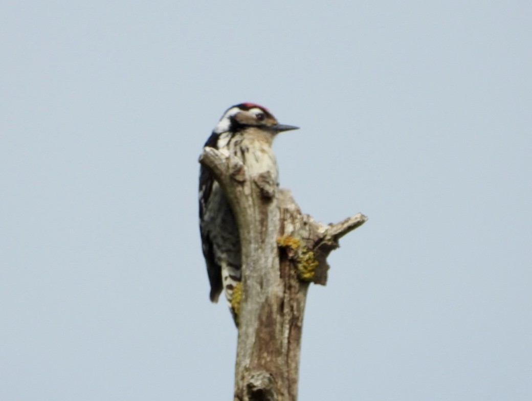 Lesser Spotted Woodpecker - ML618271511