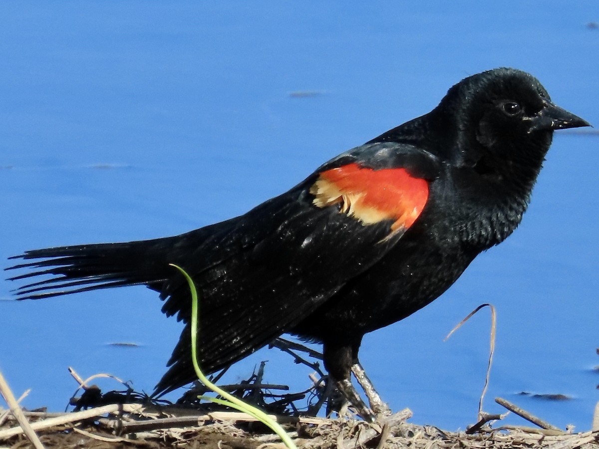 Red-winged Blackbird - ML618271524