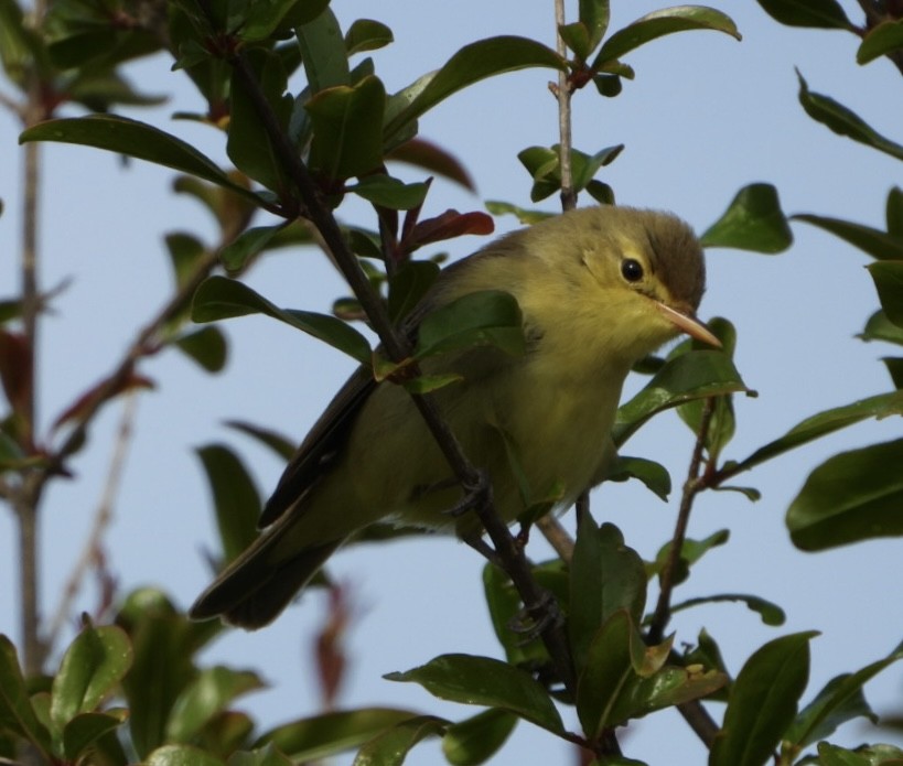 Melodious Warbler - ML618271527