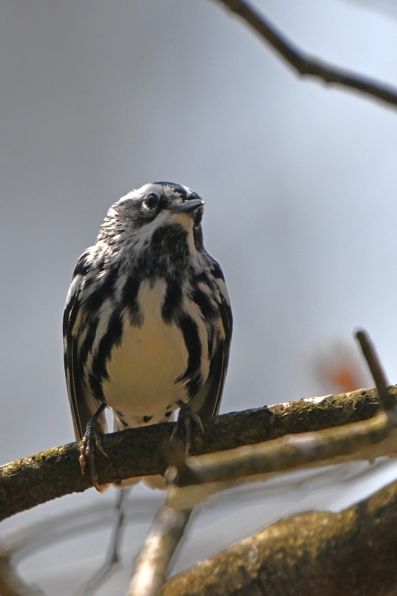 Black-and-white Warbler - ML618271532