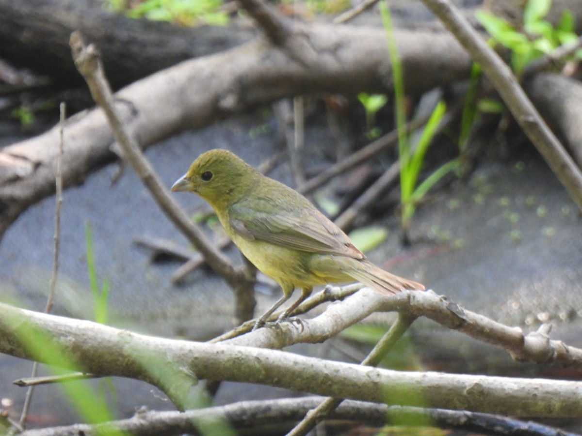 Painted Bunting - ML618271577