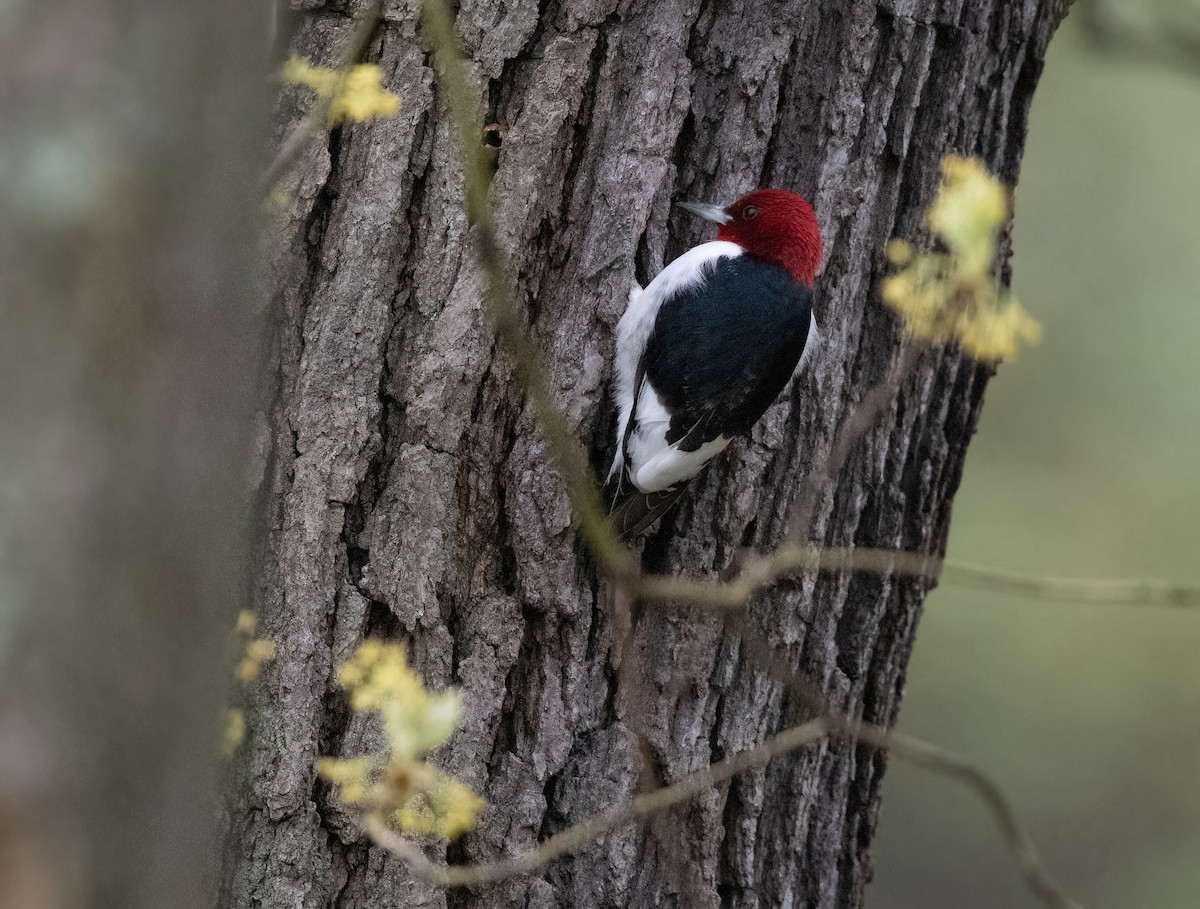 Red-headed Woodpecker - Tom Warren