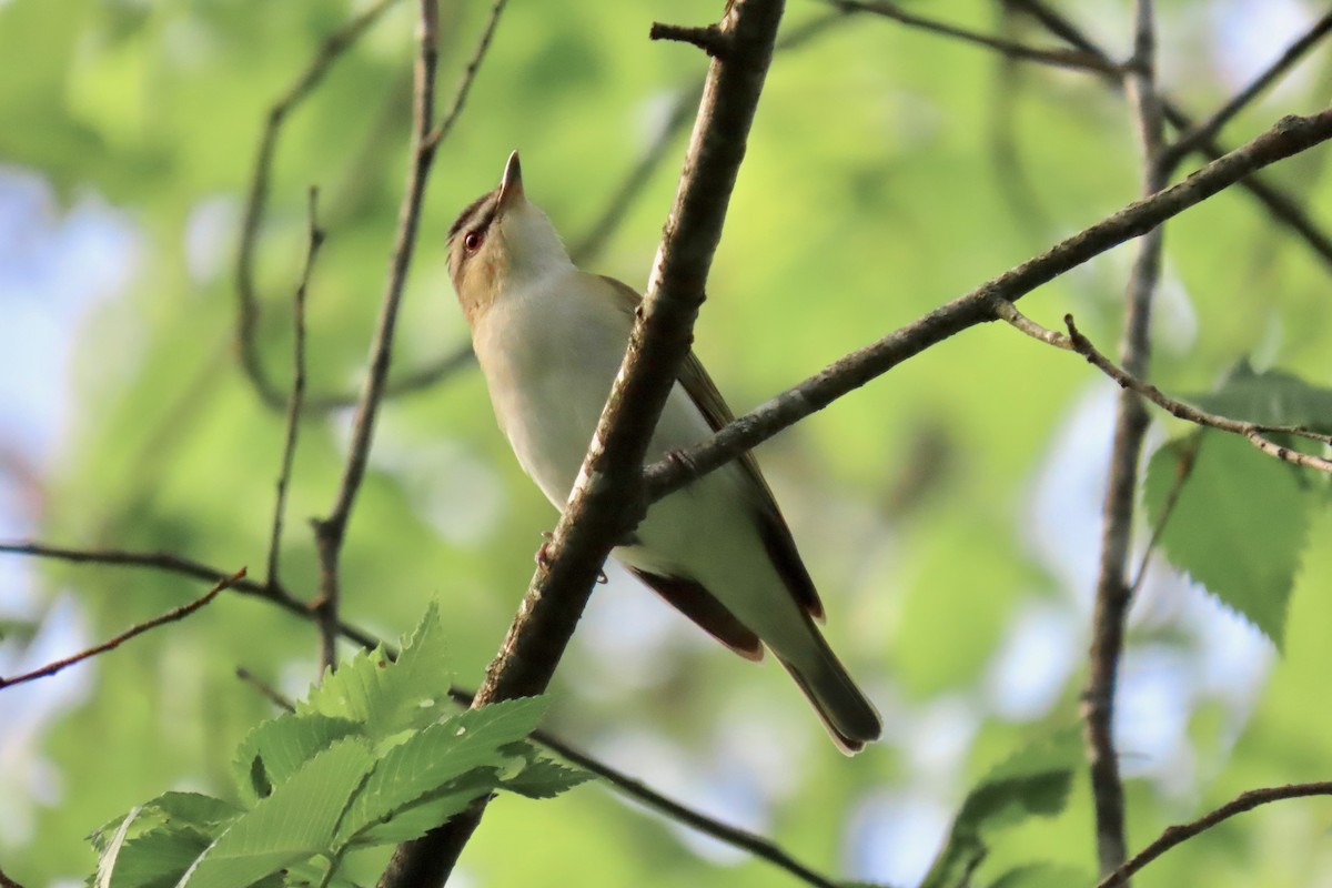 Red-eyed Vireo - Terry Swope