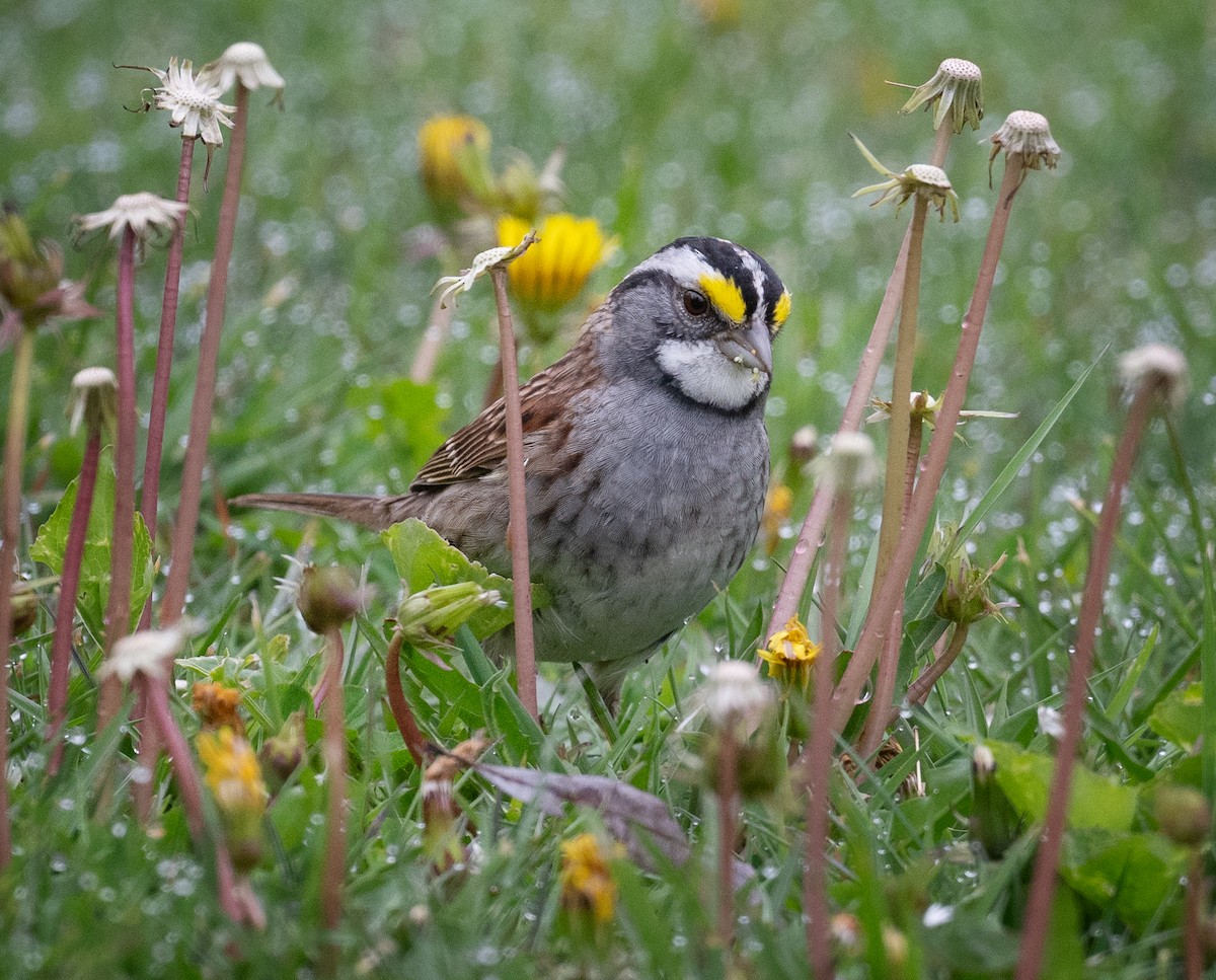 White-throated Sparrow - ML618271613