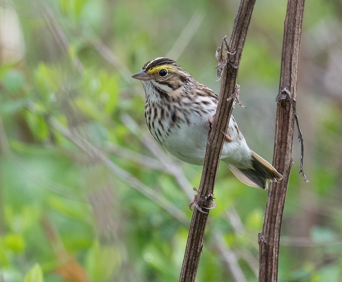 Savannah Sparrow - ML618271618