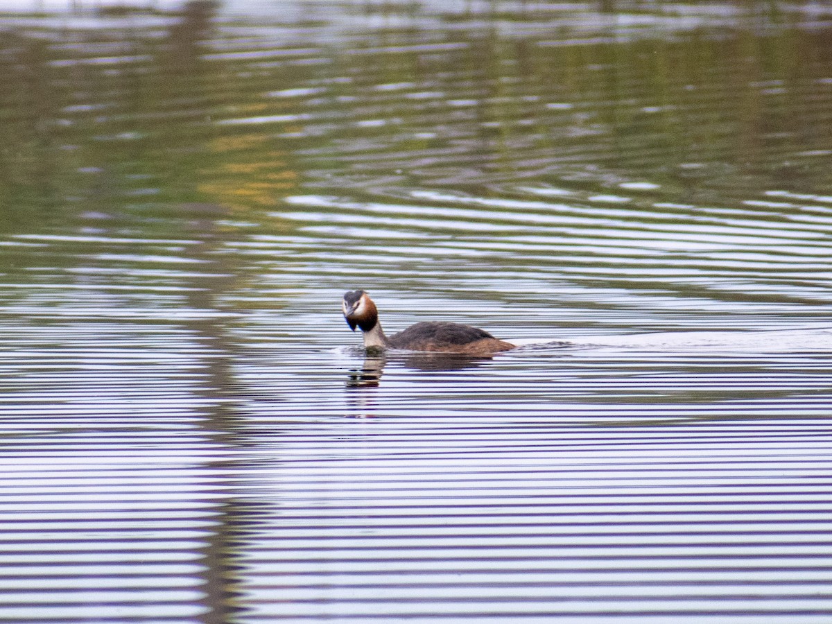 Great Crested Grebe - ML618271646