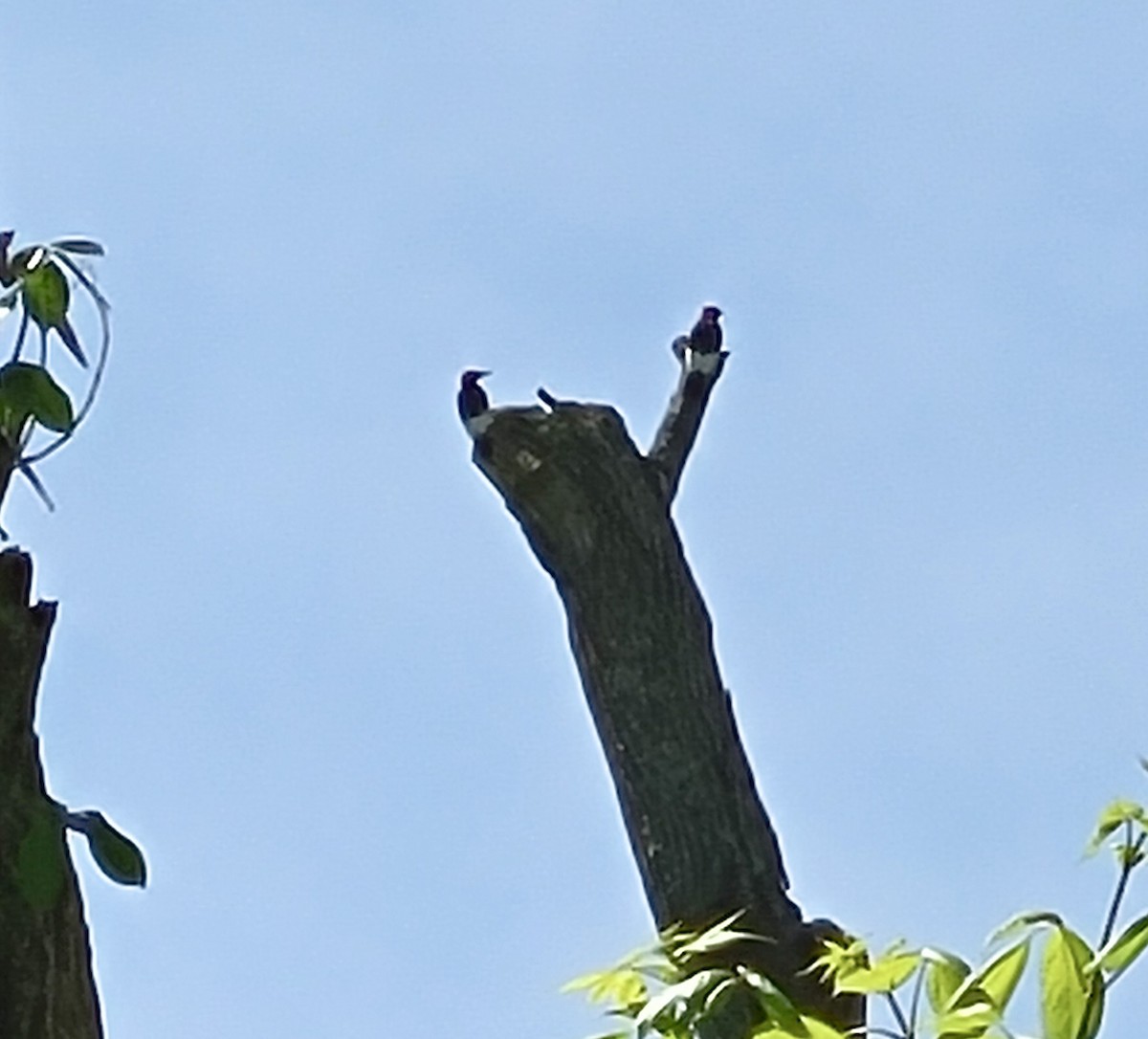 Red-headed Woodpecker - ML618271659