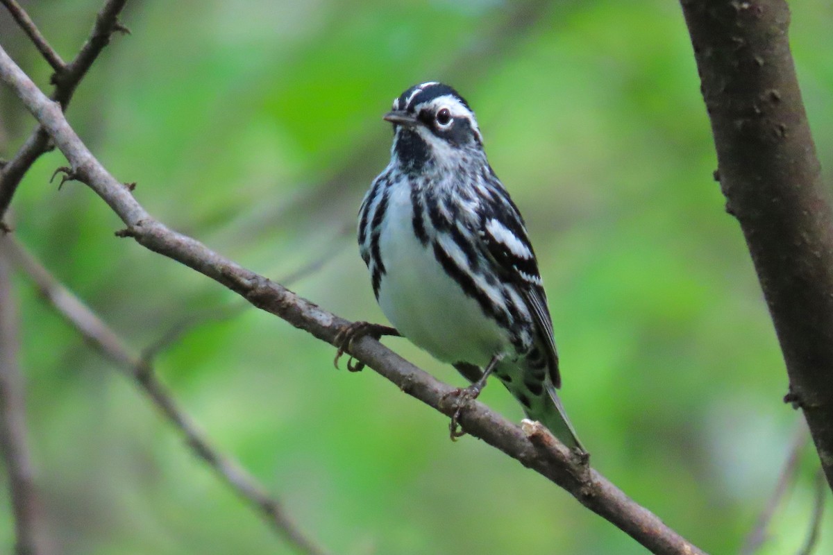 Black-and-white Warbler - ML618271668