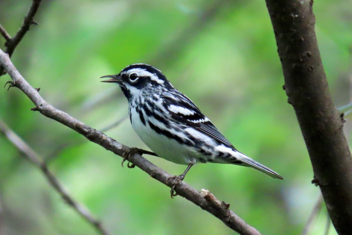 Black-and-white Warbler - Terry Swope
