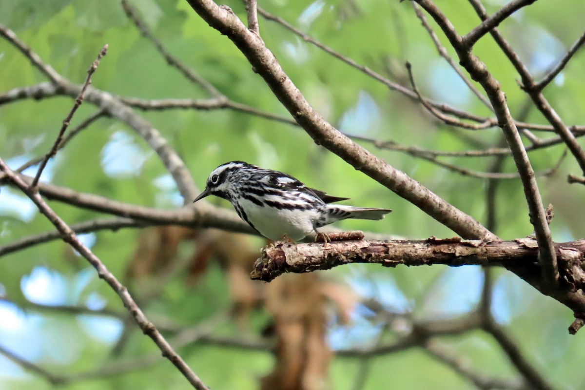Black-and-white Warbler - ML618271675