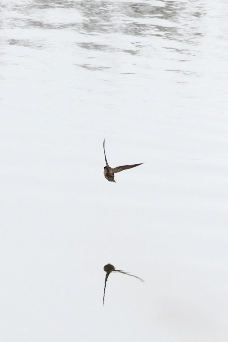 Northern Rough-winged Swallow - ML618271684