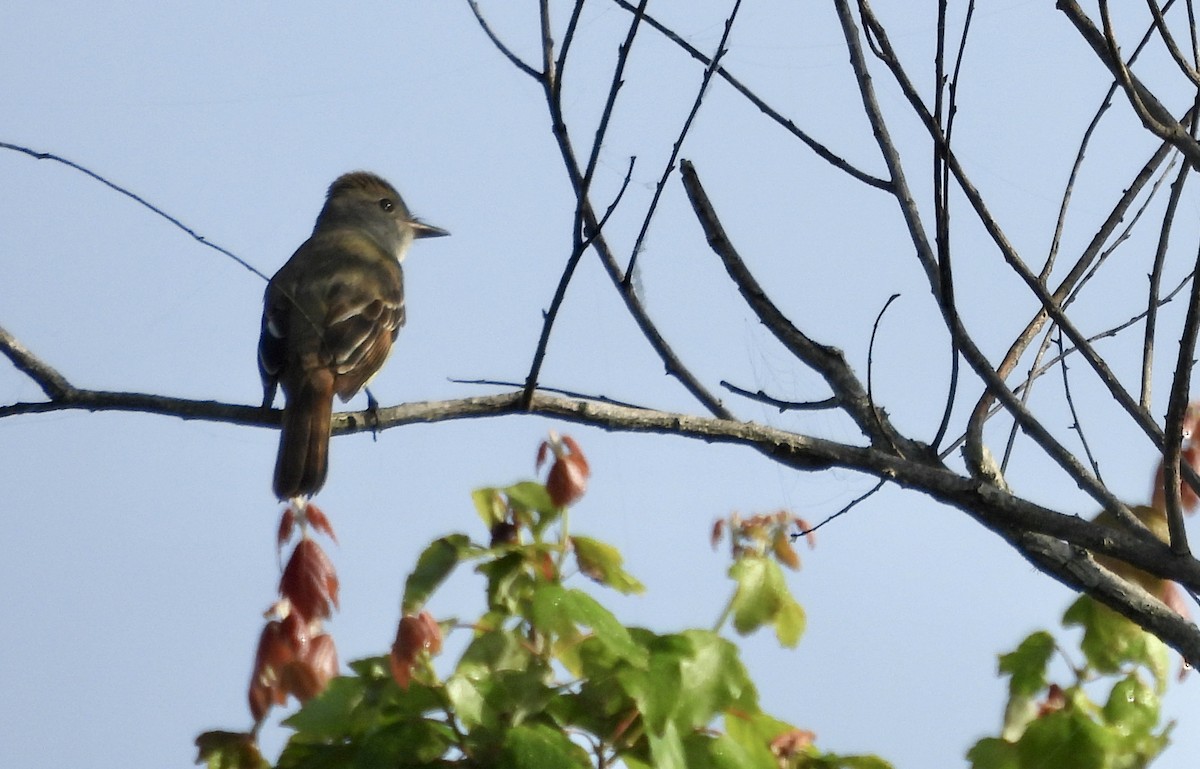 Great Crested Flycatcher - ML618271701