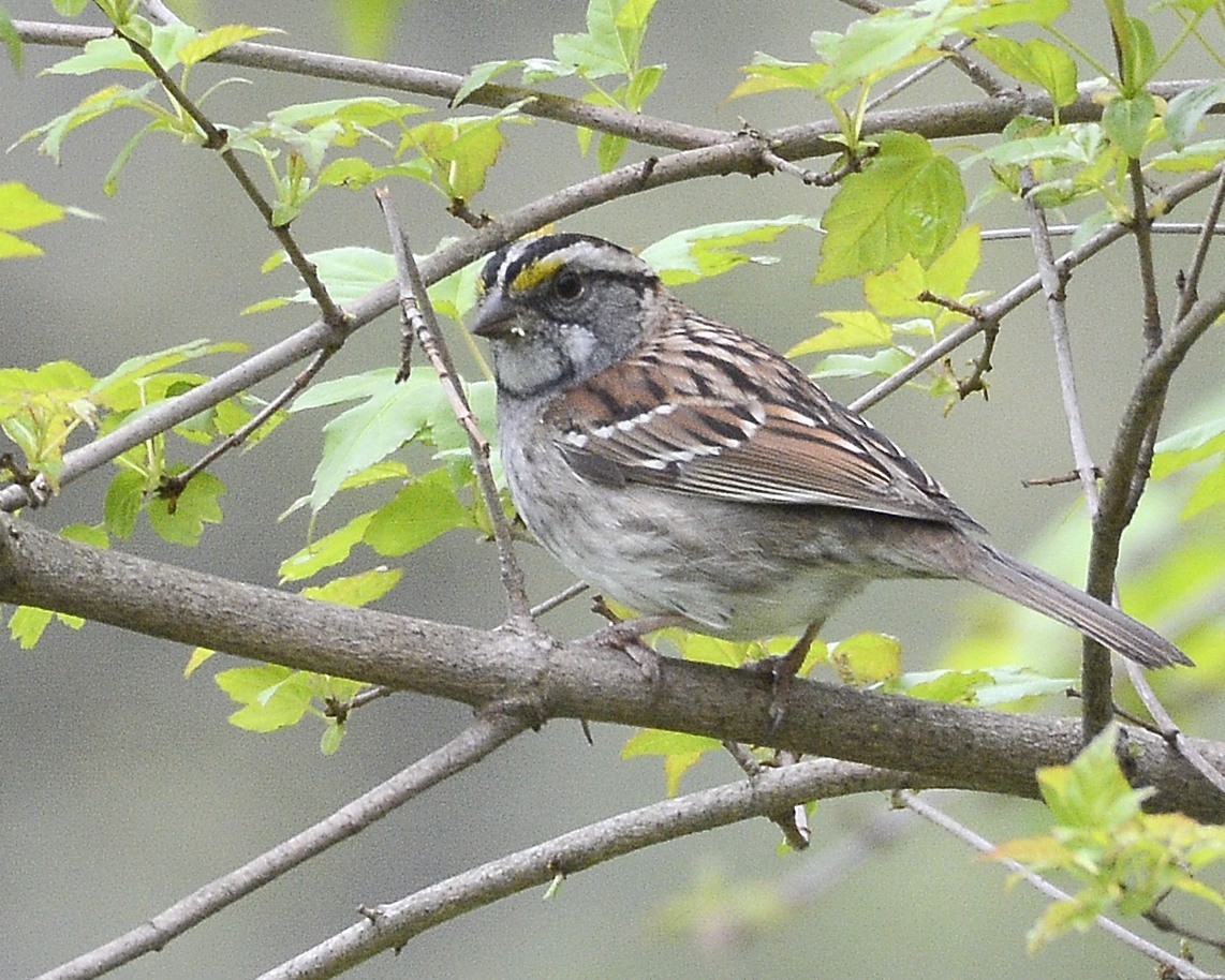 White-throated Sparrow - ML618271708