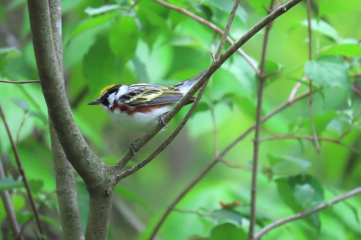 Chestnut-sided Warbler - Terry Swope