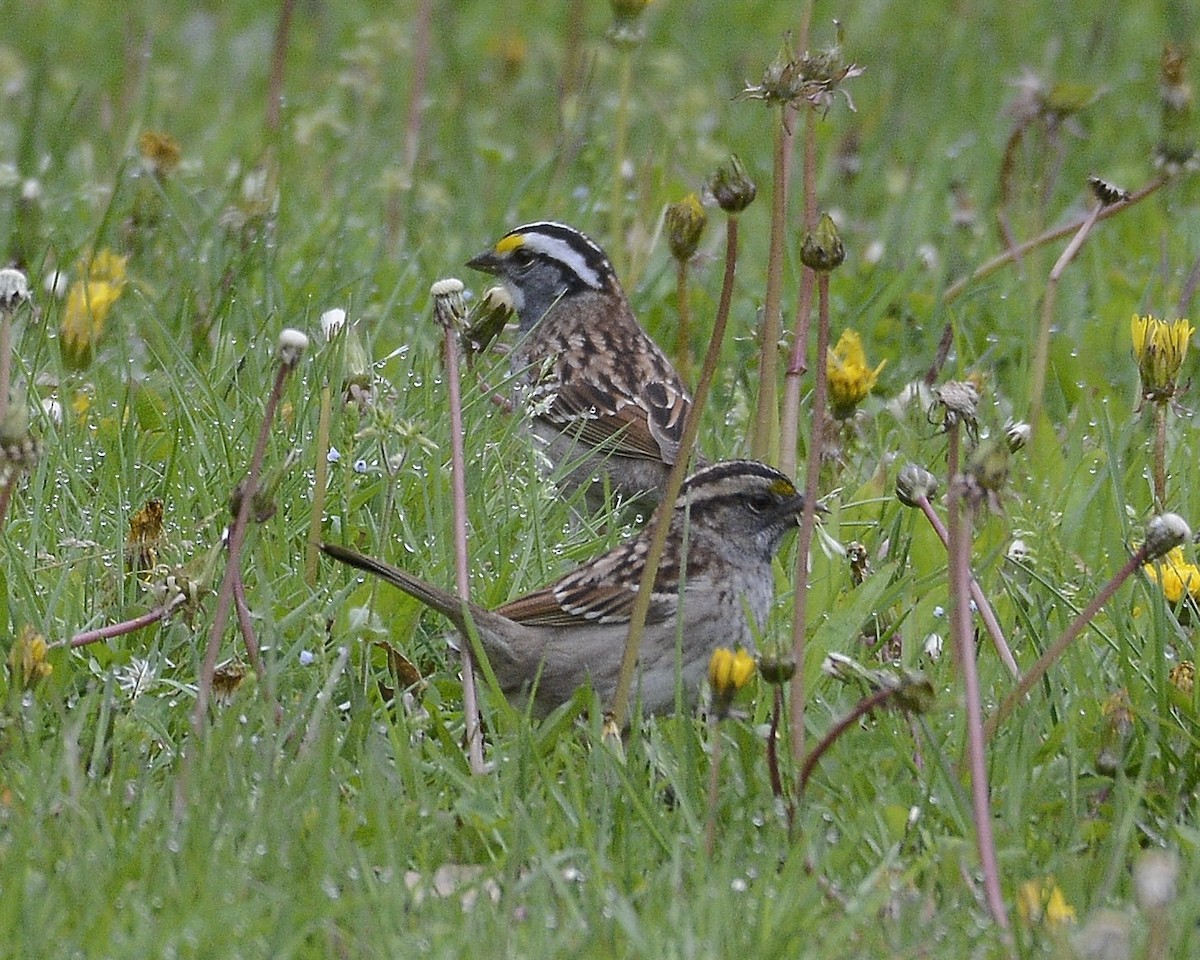White-throated Sparrow - ML618271733