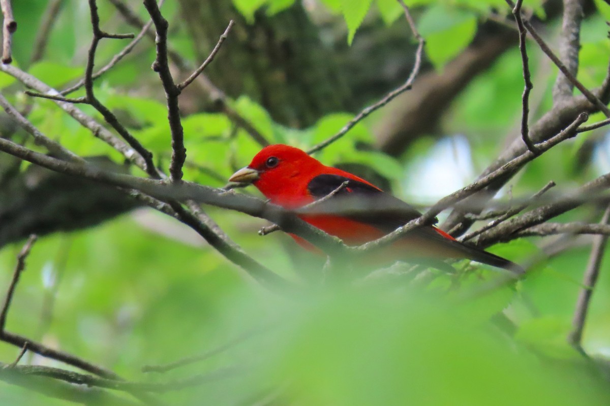 Scarlet Tanager - ML618271745