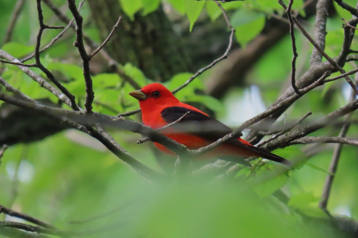 Scarlet Tanager - ML618271747