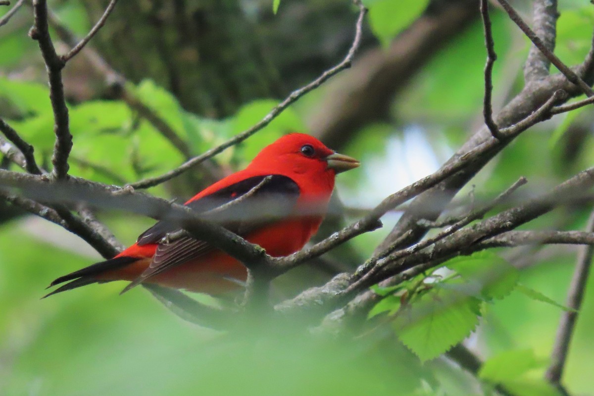 Scarlet Tanager - ML618271748