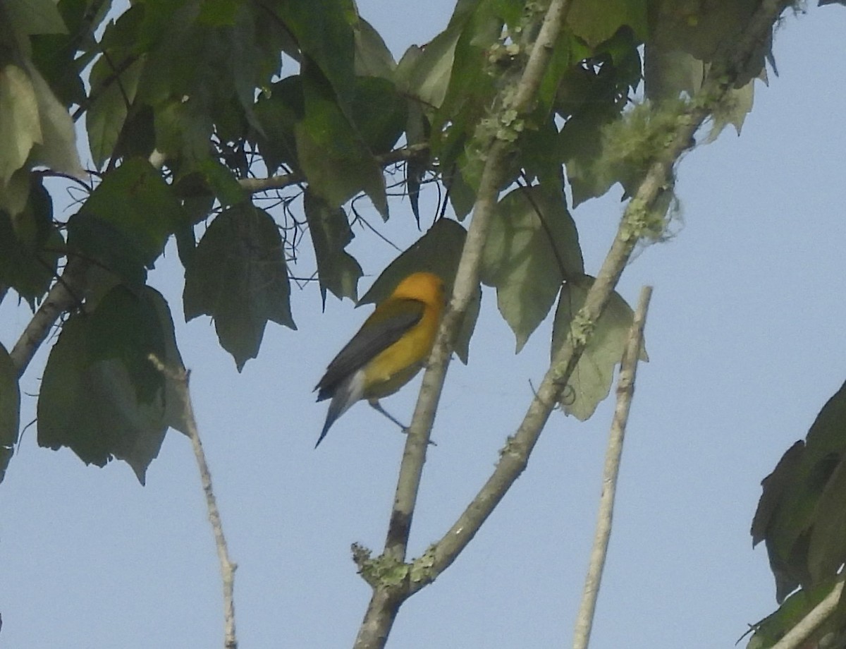 Prothonotary Warbler - Mary Mehaffey
