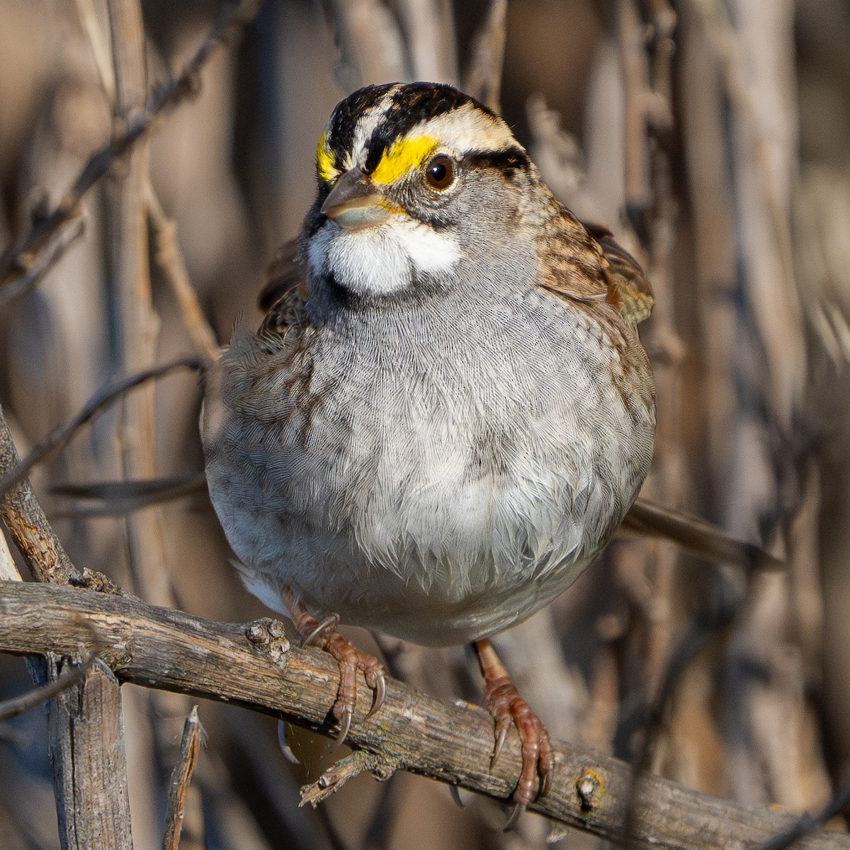 White-throated Sparrow - ML618271766