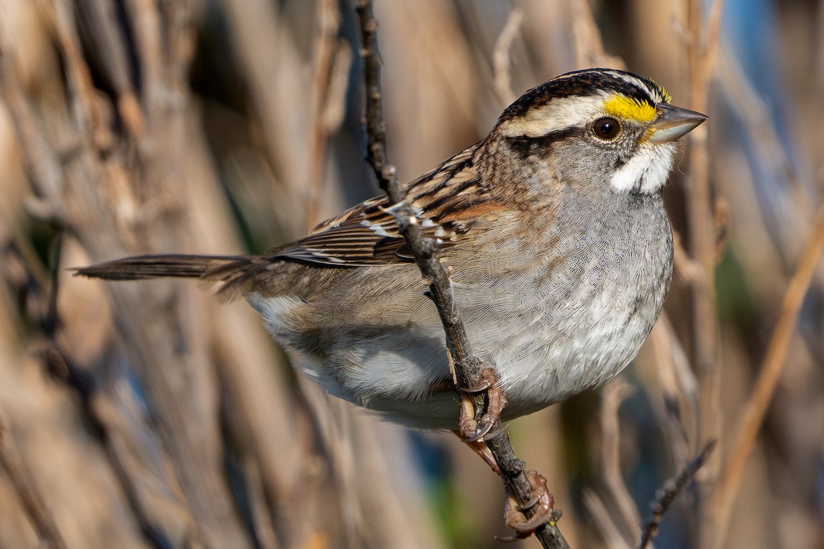 White-throated Sparrow - ML618271767