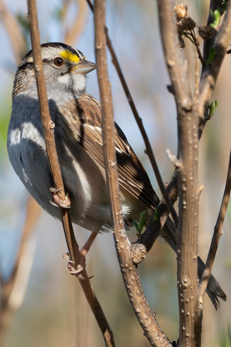 White-throated Sparrow - ML618271768