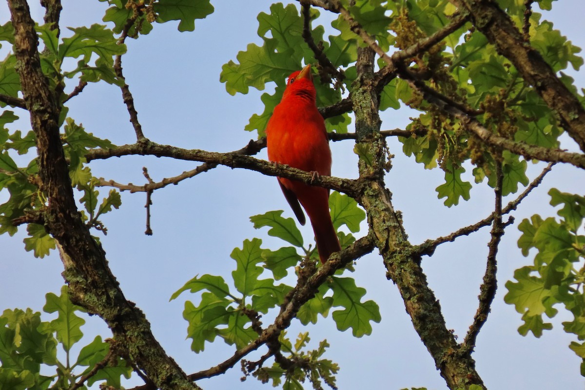 Summer Tanager - Terry Swope