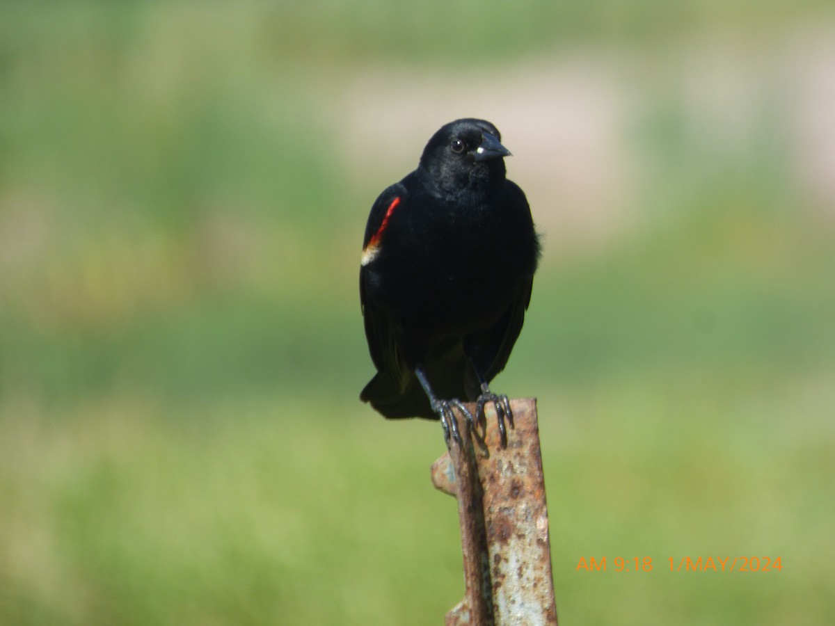 Red-winged Blackbird - ML618271830