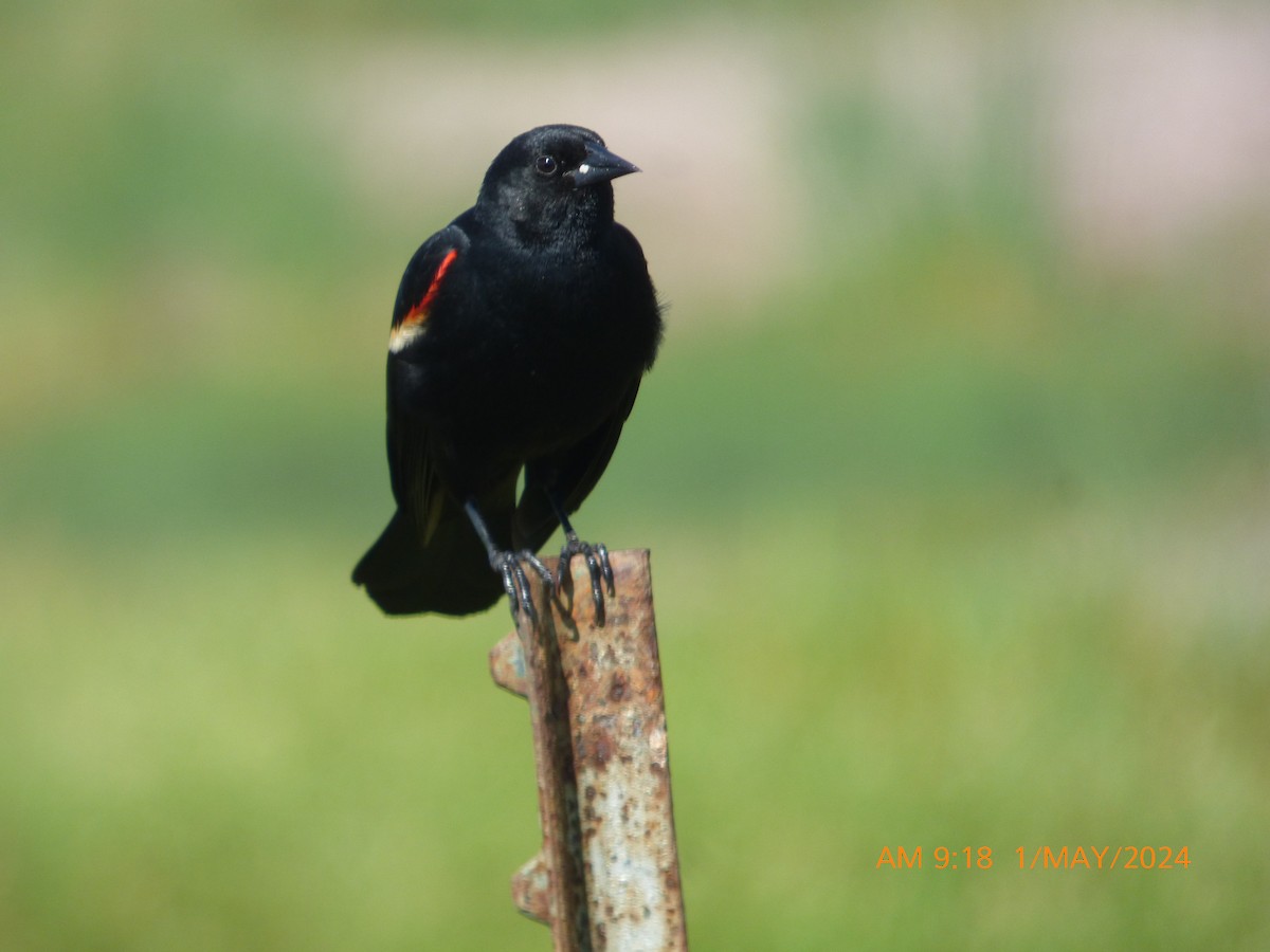 Red-winged Blackbird - ML618271838