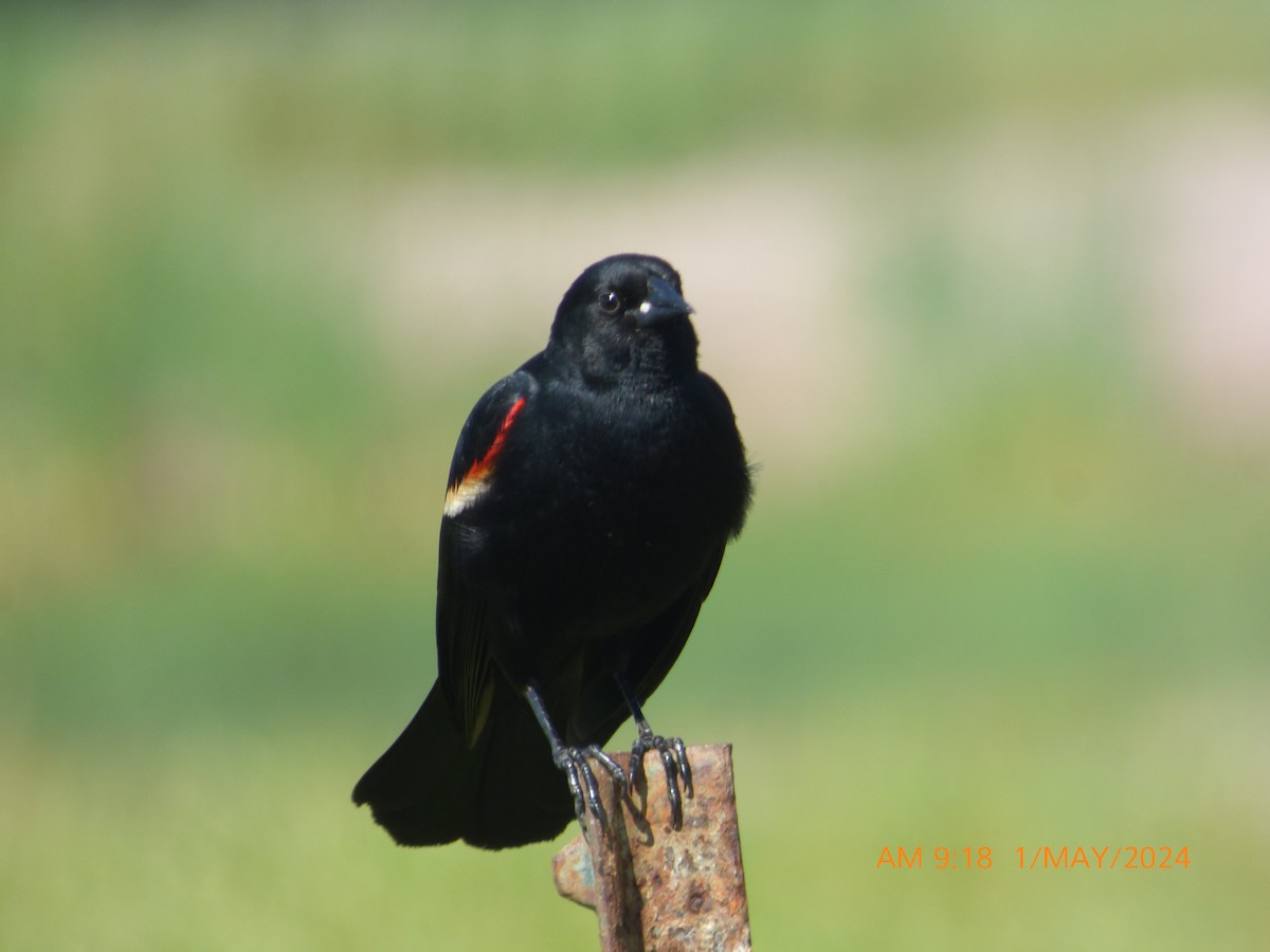 Red-winged Blackbird - ML618271839