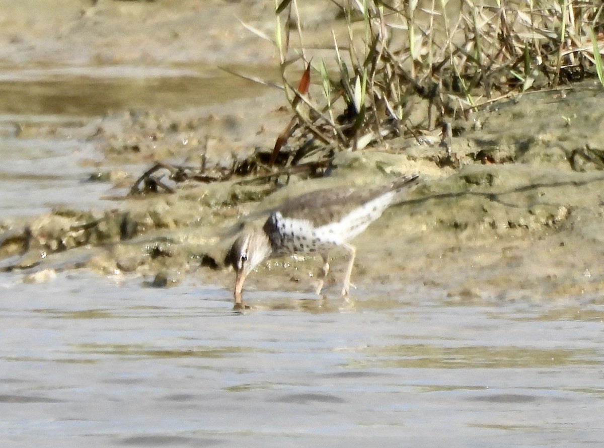 Spotted Sandpiper - Mary Mehaffey