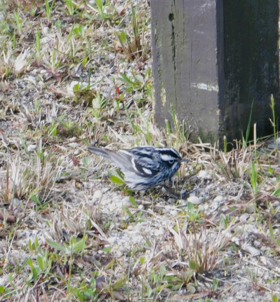 Black-and-white Warbler - ML618271883