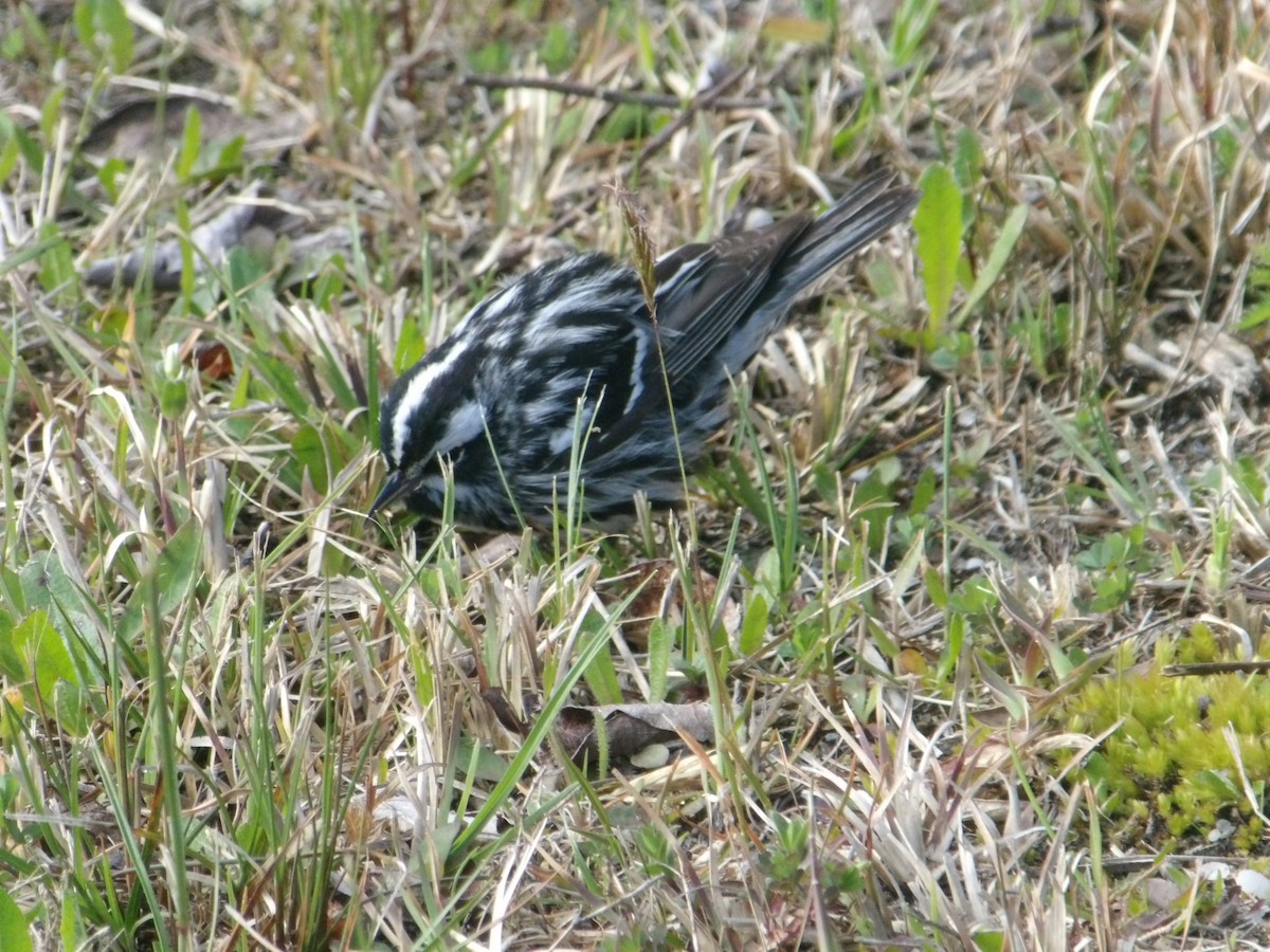 Black-and-white Warbler - ML618271884