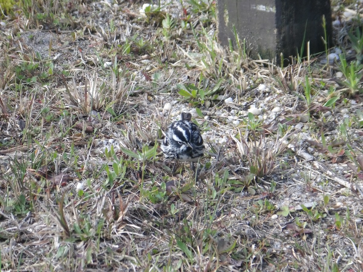 Black-and-white Warbler - ML618271886