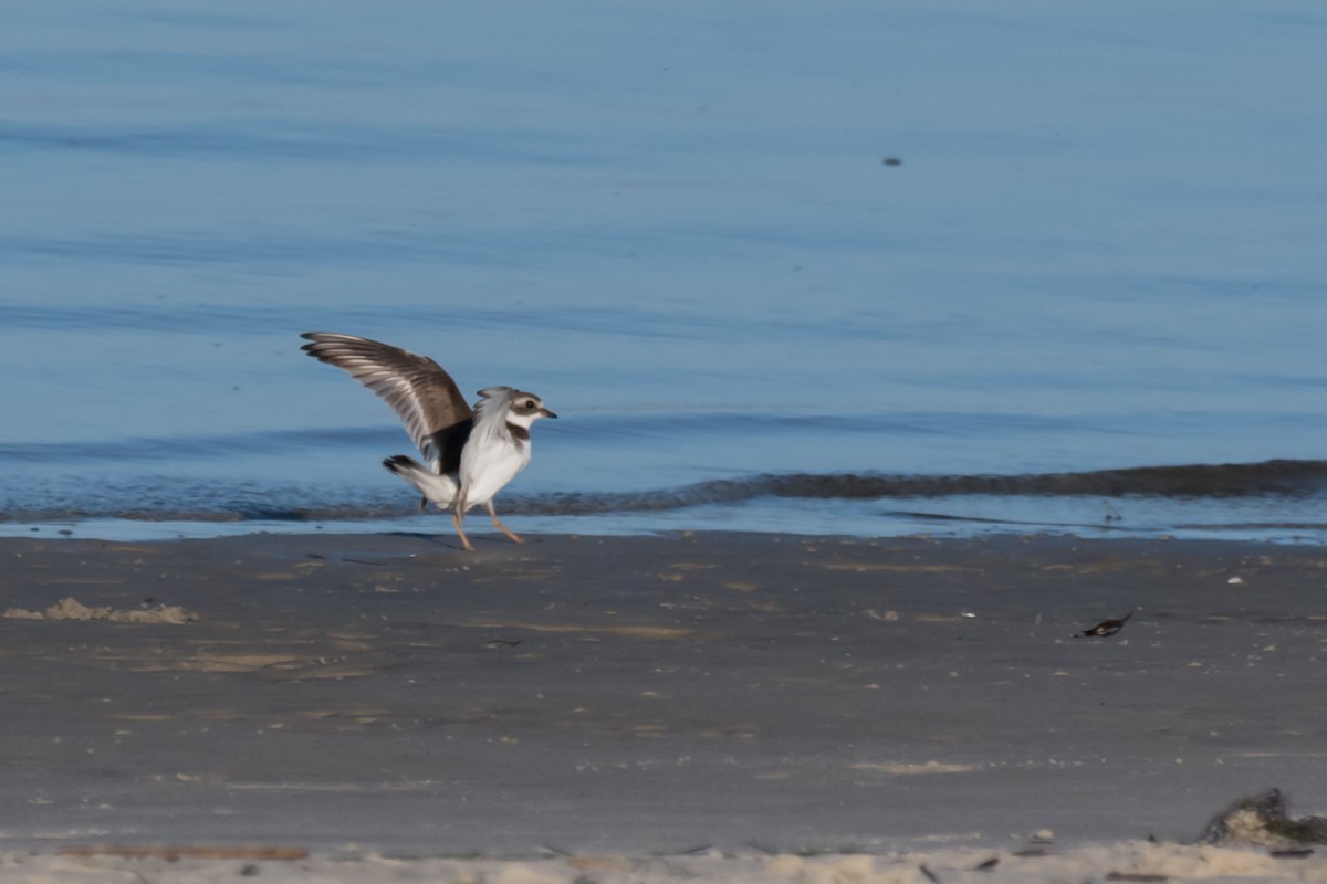 Semipalmated Plover - ML618271897