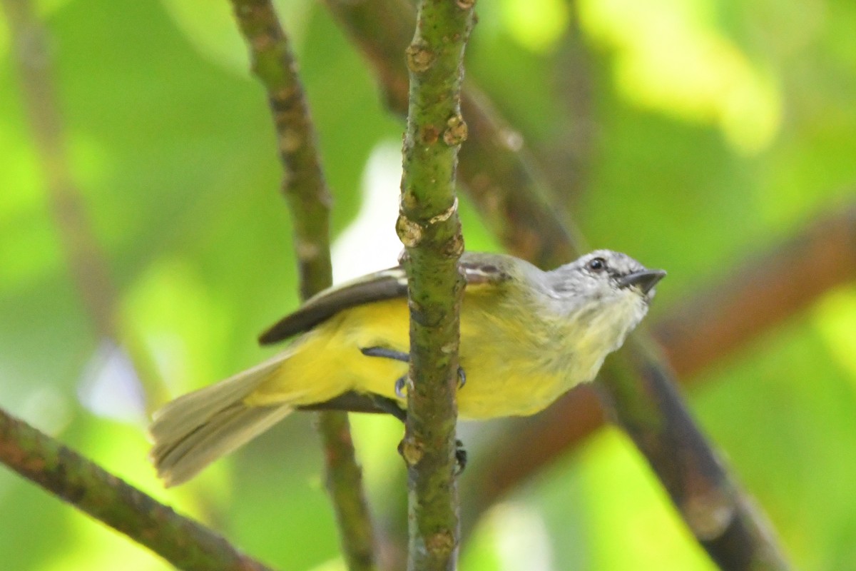 Yellow-crowned Tyrannulet - ML618271907