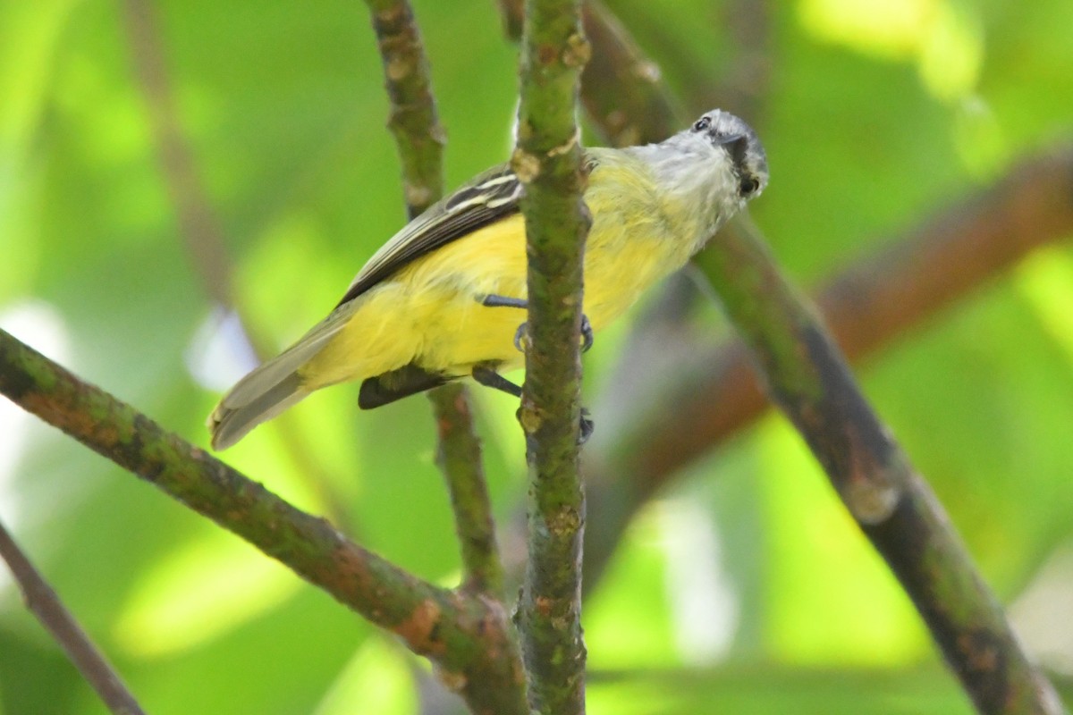 Yellow-crowned Tyrannulet - ML618271908