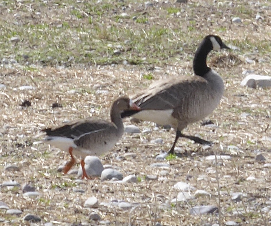 Greater White-fronted Goose - ML618271915