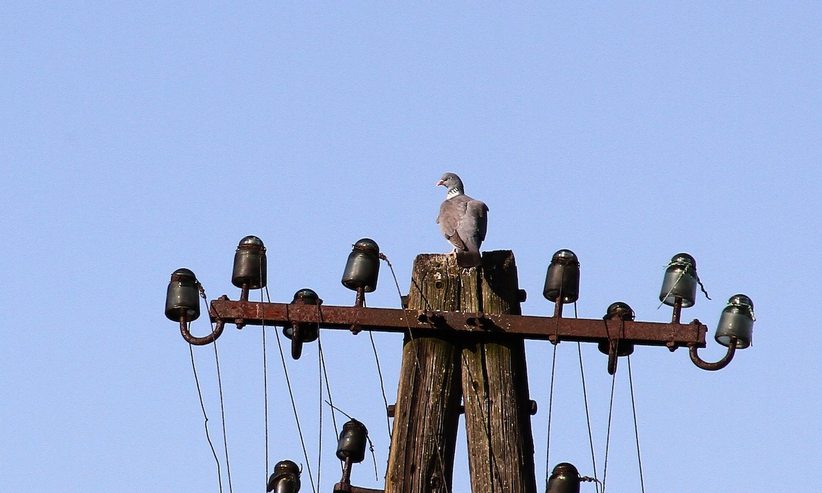 Common Wood-Pigeon - ML618271921