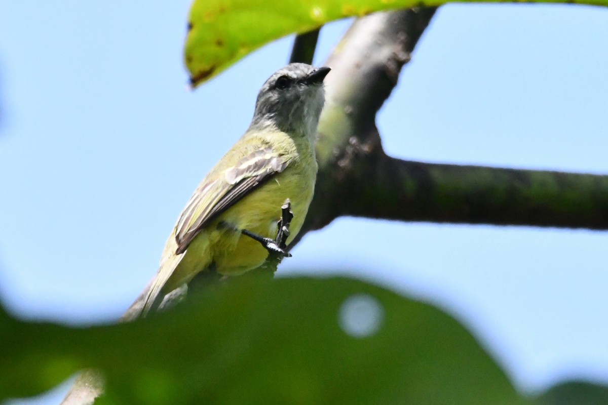 Yellow-crowned Tyrannulet - ML618271925